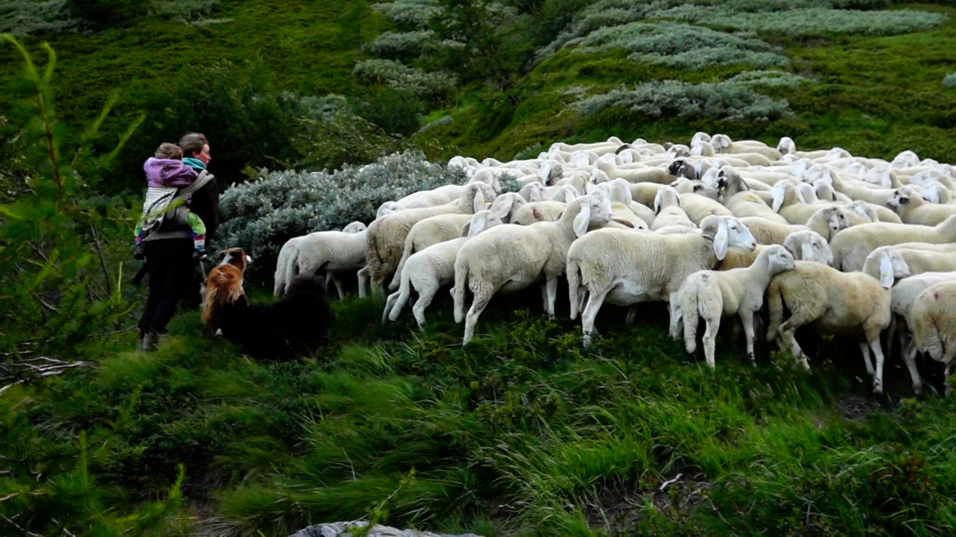 Flyer des Films: Hirten - Seelen Landhschaft Herde, von Mia Leu
