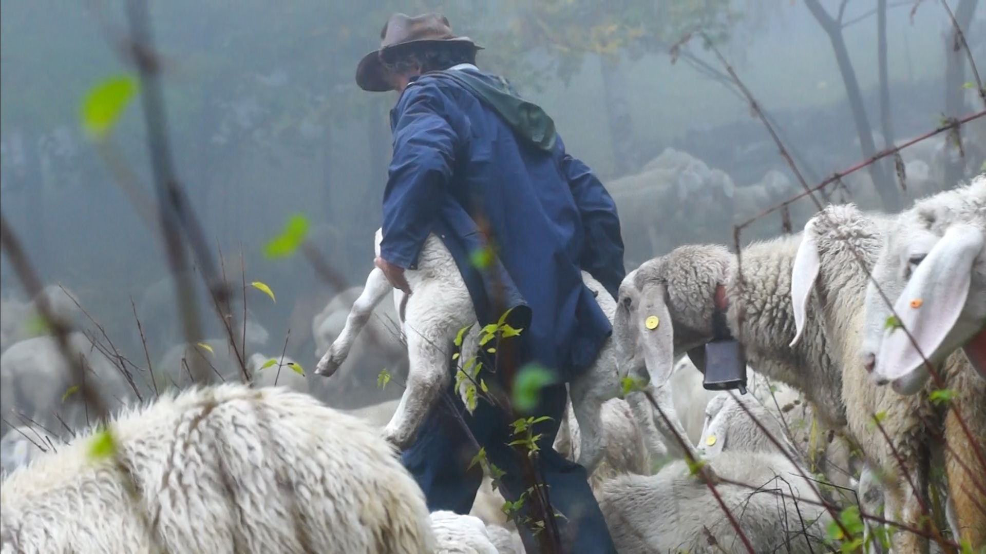 Flyer des Films: Hirten - Seelen Landhschaft Herde, von Mia Leu